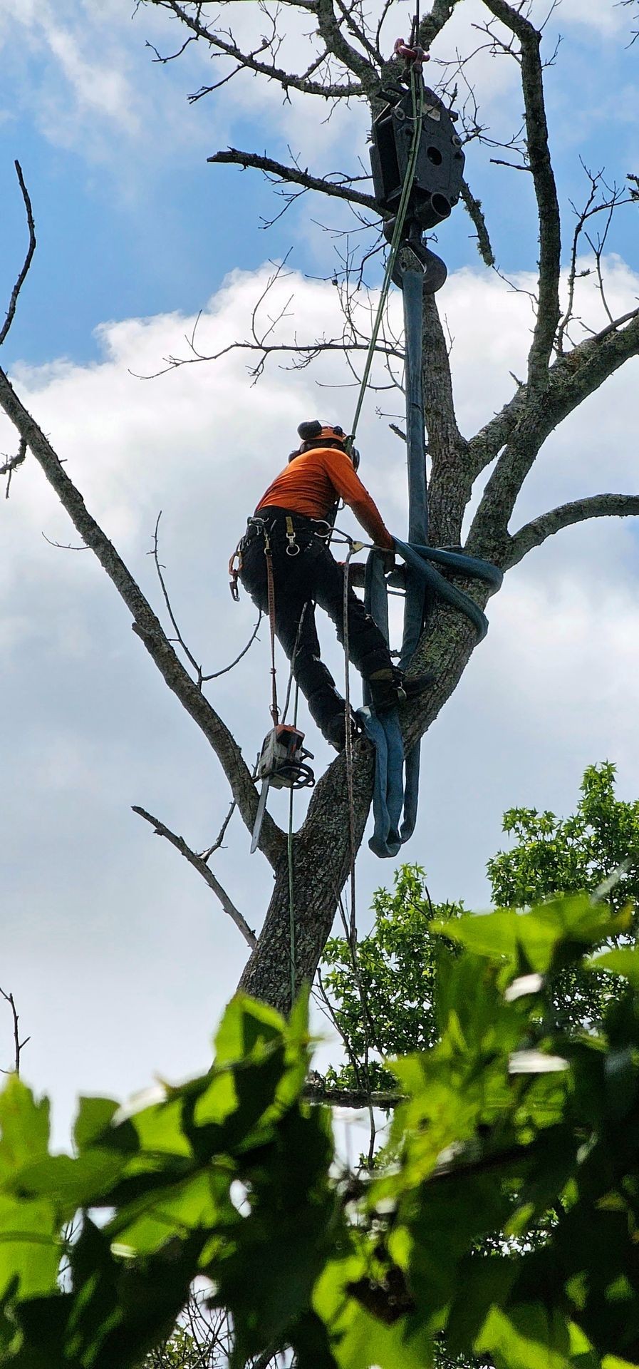 Tree Trimming and Pruning